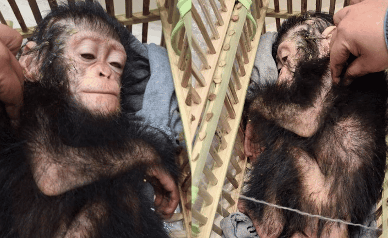 Three Chimpanzees Seized at Cairo Airport During Smuggling Attempt