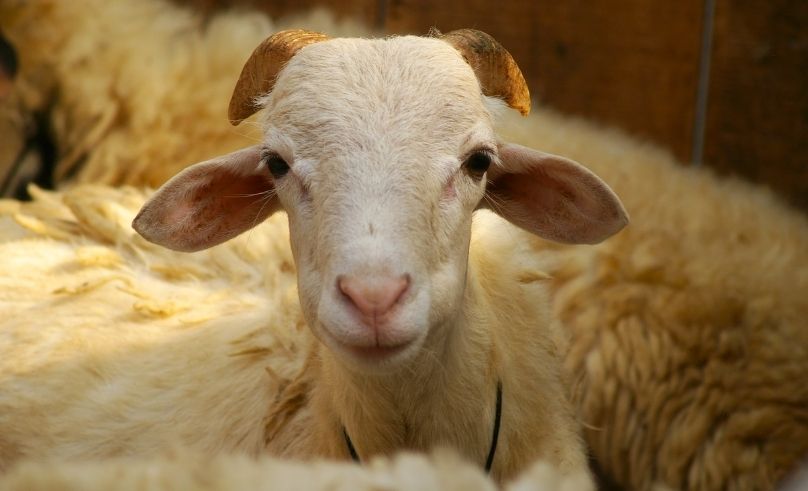 Unified Qurbani Prices Approved in Dubai Ahead of Eid Al Adha 2026