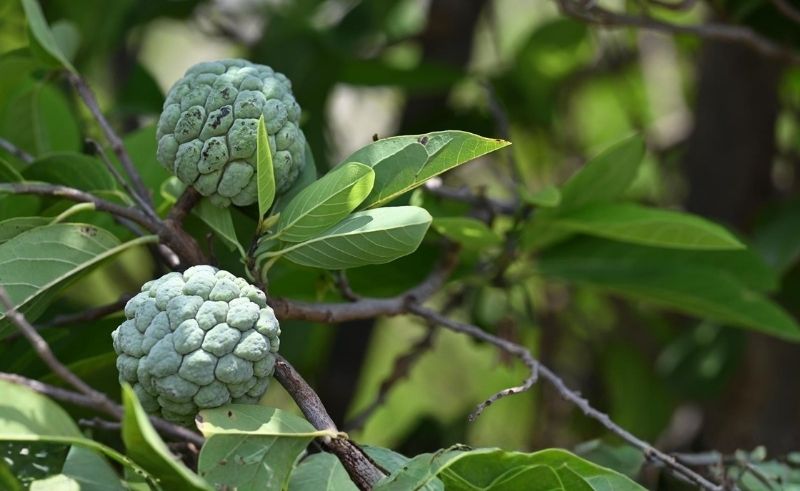 42 Tonnes of Custard Apples Produced Annually in Jazan