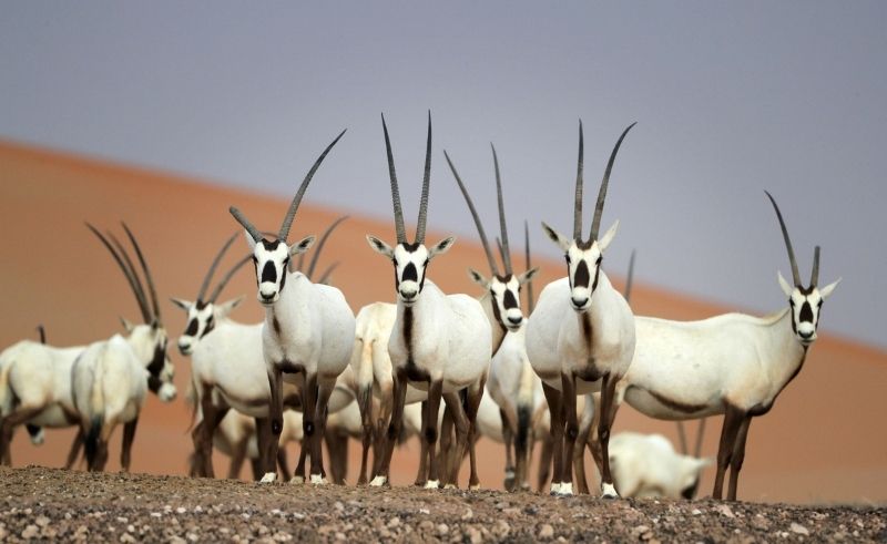Arabian Oryx Returns Across Saudi Arabia After Conservation Push
