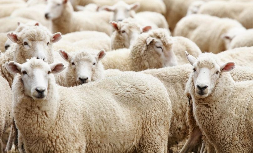 Eid Al Adha Sacrifice Animals Now Available Through Delivery Apps 