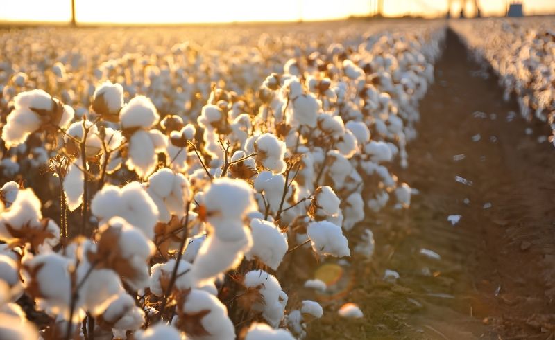 Egyptian Cotton Festival Targets Textile SMEs Across Egypt