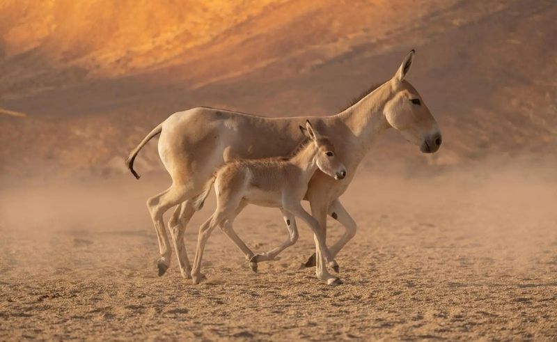 First Wild Onager Birth Recorded in Saudi Arabia in 100 Years