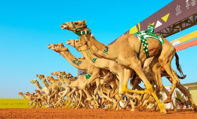 Mafarid Race Opens Saudi Camel Racing Season on June 13th