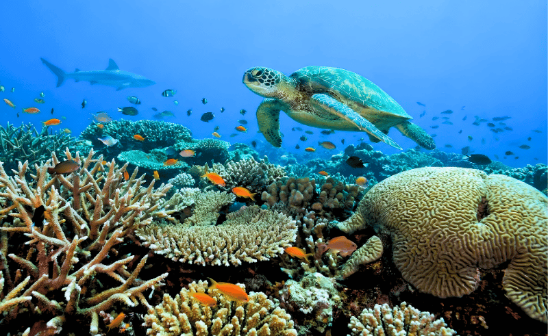 Red Sea Initiative for Coral Reef Conservation Launched in Egypt