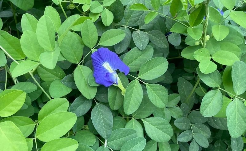 Jazan Mountains to Introduce Blue Tea Cultivation