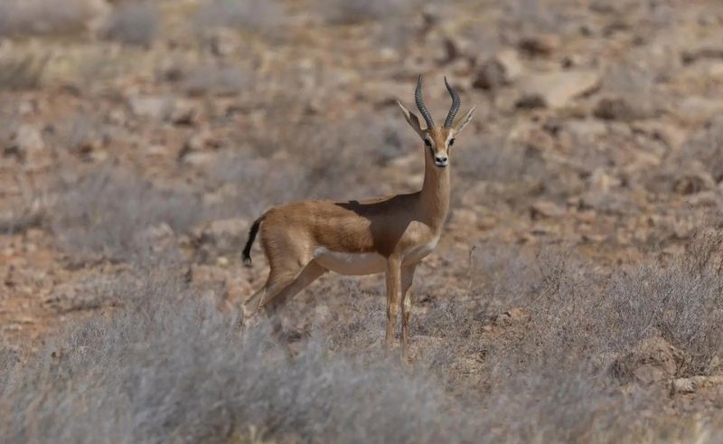 Over 40 Arabian Sand Gazelles Born in Saudi Reserve in 2026