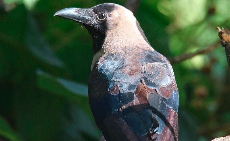 Six Invasive Bird Species Identified as Threats to UAE Ecosystems