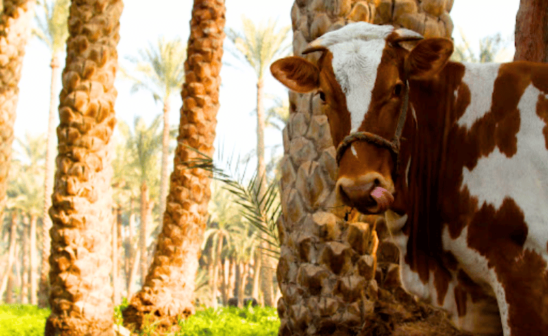 Egypt Reaches Full Self-Sufficiency in Fresh Milk Production