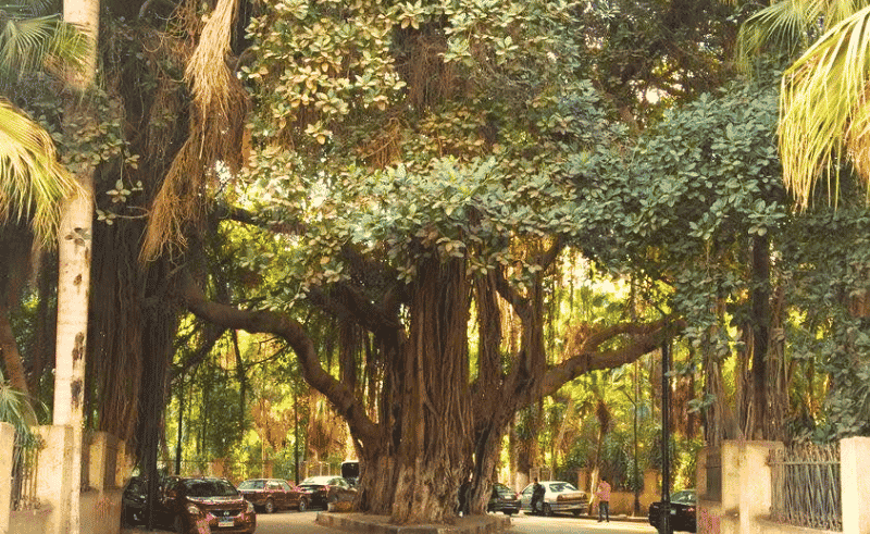 Interactive Map & QR Codes to Document Egypt's Heritage Trees