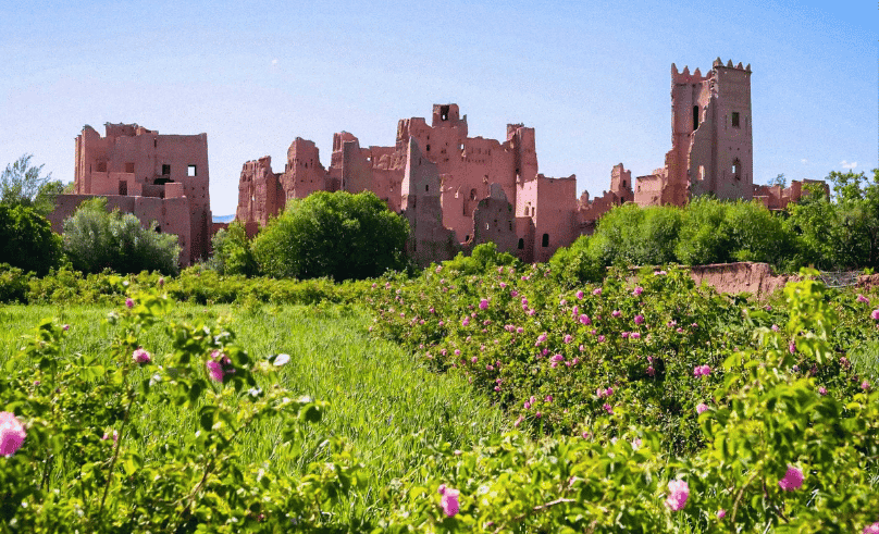 Morocco's "City of Roses" Turns Into a Living Bouquet Every Spring