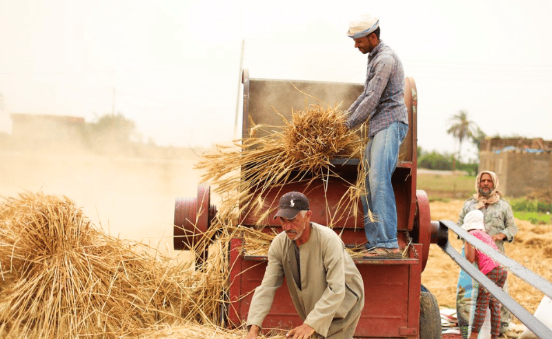 Egypt's Wheat Imports Fall by 700,000 Tonnes as Local Output Rises