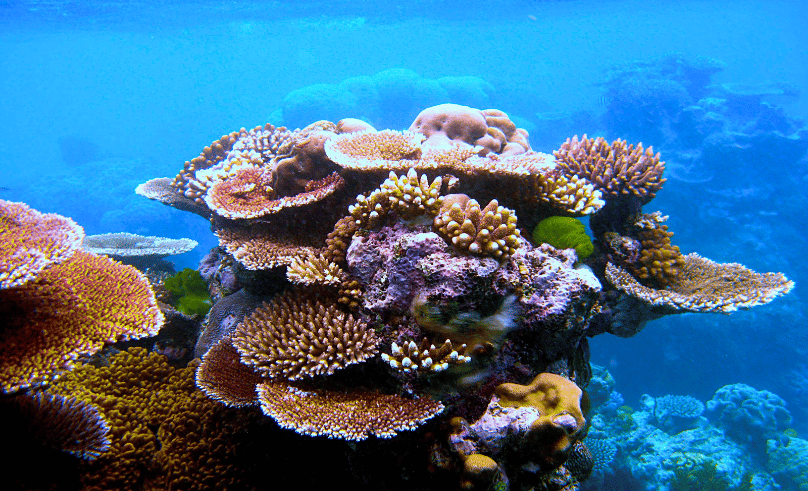 Abu Dhabi Coral Project Adds 302,000 New Coral Colonies in 2026