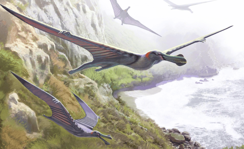 95-Million-Year-Old Pterosaur Fossil Discovered in Egypt 