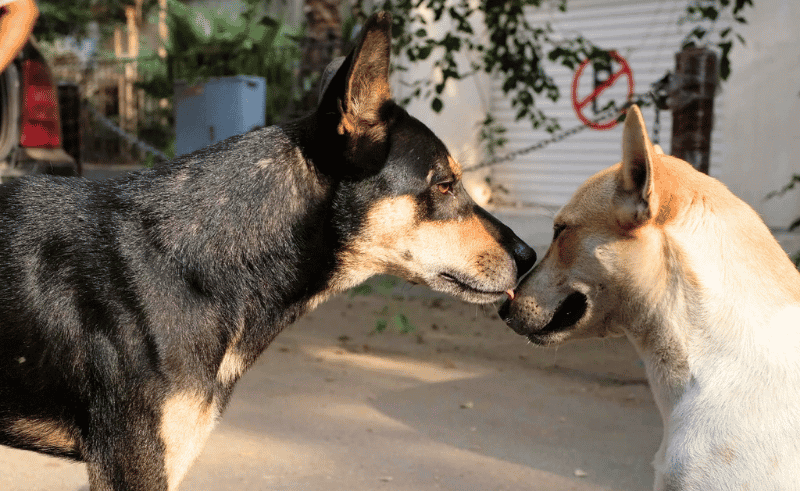 Central Stray Dog Shelter to Open in Cairo by July 20th