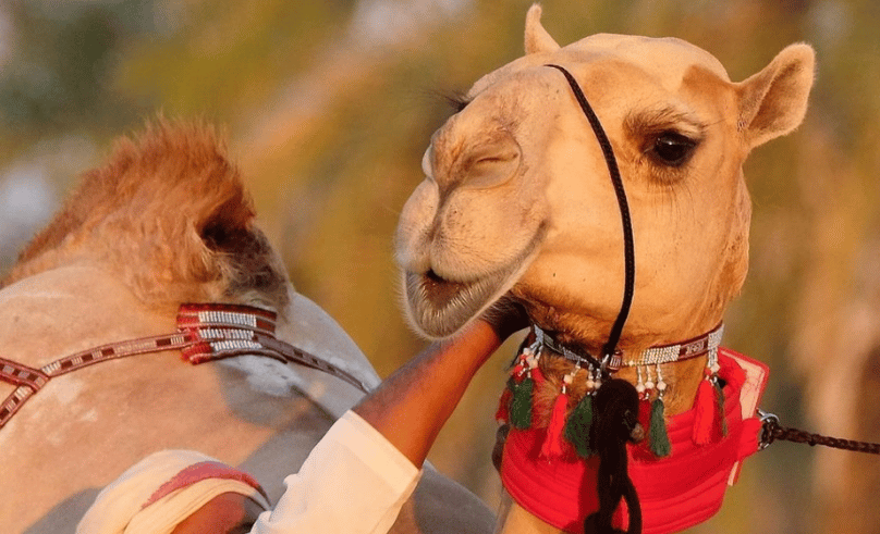 Al Dhafra Festival is Giving AED 92 Million to Beautiful Camels