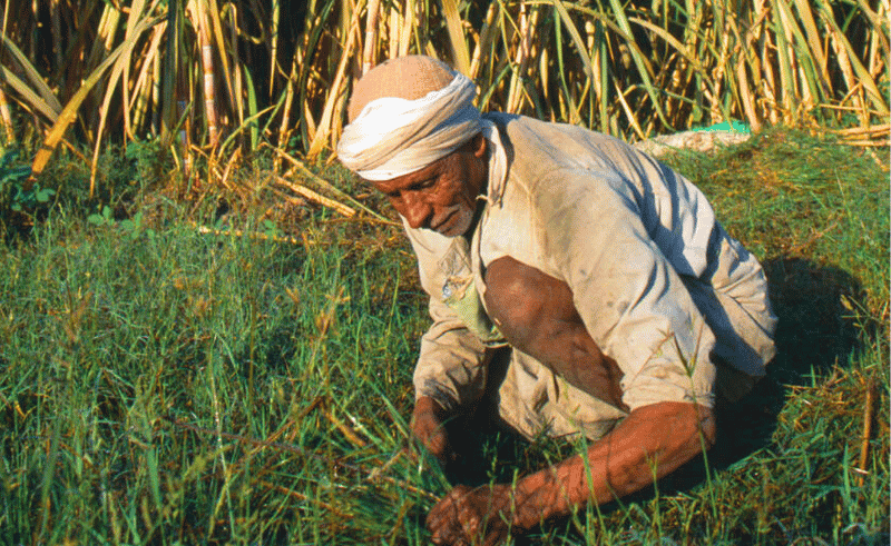 Egypt Ranked Africa's Largest Sugar Producer