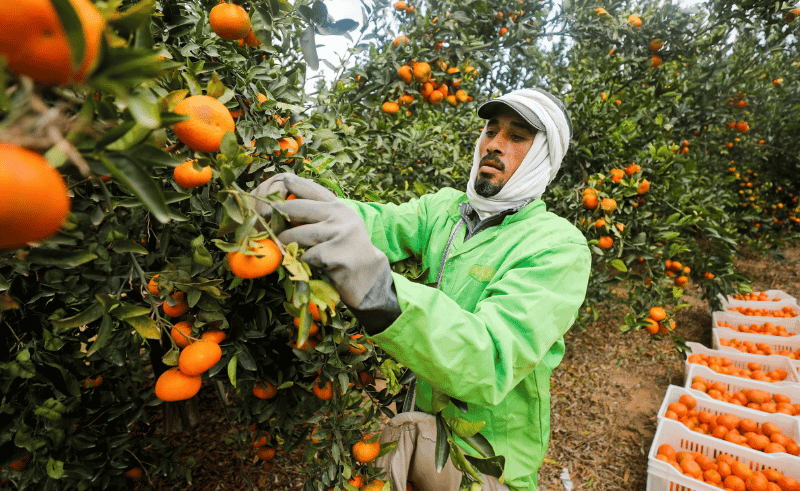 Egyptian Agricultural Products Gain Access to 21 New Export Markets