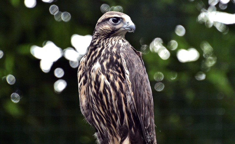 Nine Rare Migratory Bird Species Recorded at Royal Reserve