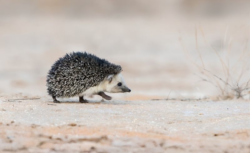 Desert Hedgehog Spotted Across Imam Turki bin Abdullah Reserve