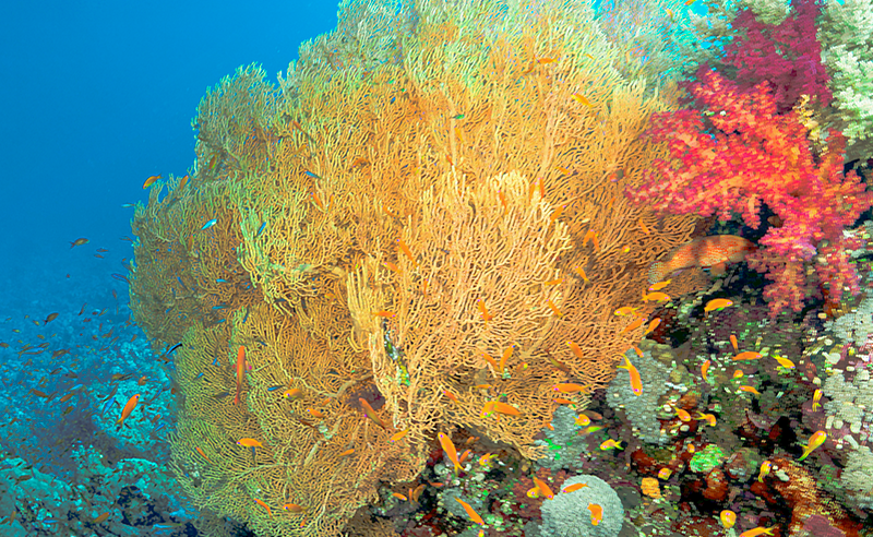 UN-backed Fund Is Racing to Pay for Egypt's Newly Protected Coral Reef
