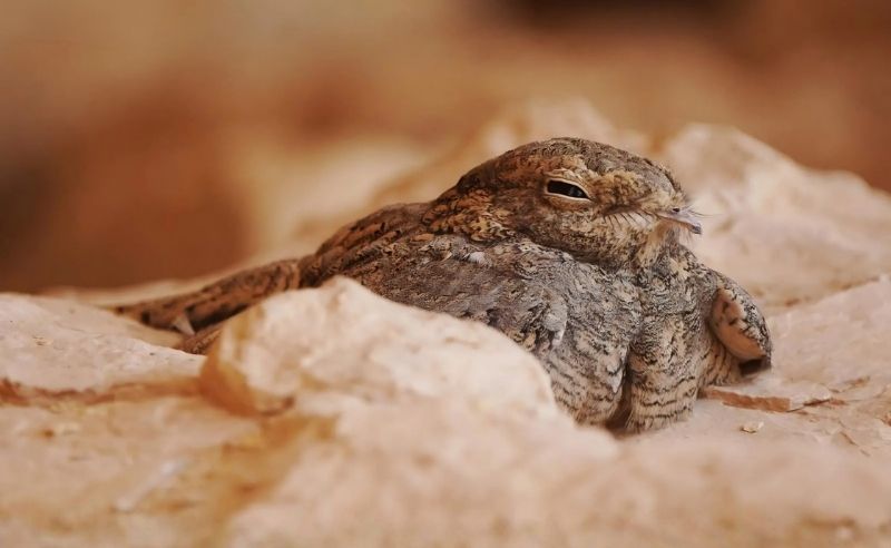 Egyptian Nightjar Found Nesting in Saudi Arabia for First Time