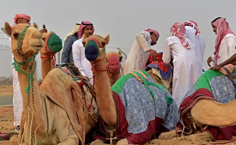 Crown Prince Camel Festival Returns With USD 13.3 Million Prizes
