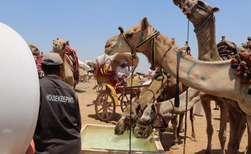 New System to Regulate Horse & Camel Rides at Giza Pyramids