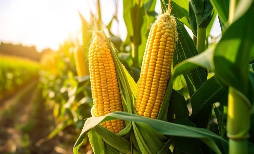 Dubai-Based Advanta to Acquire Misr Hytech Seed for $110 Million