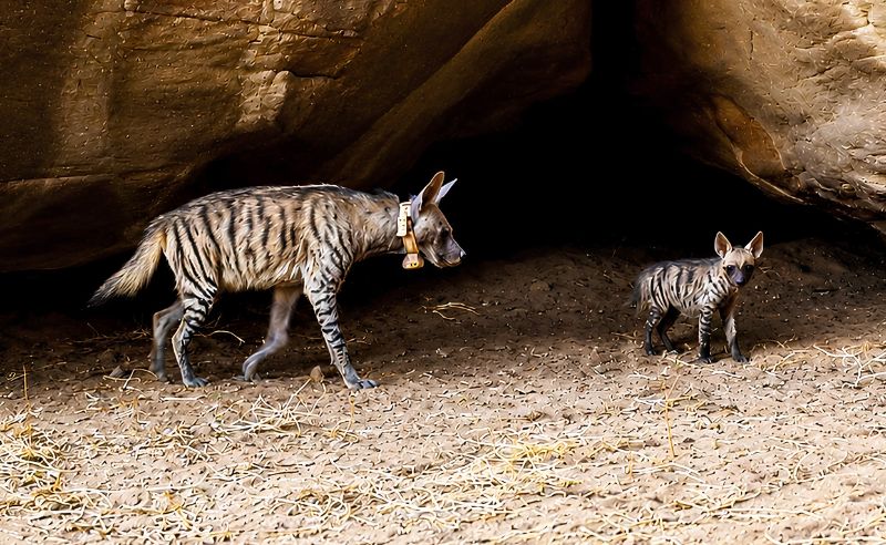First Striped Hyena Birth Recorded at NEOM Nature Reserve