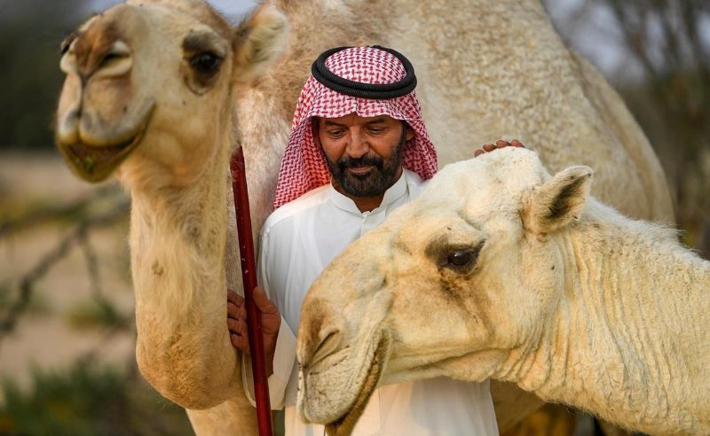 Taif Hosts Forum to Explore Camels' Role in Saudi Heritage