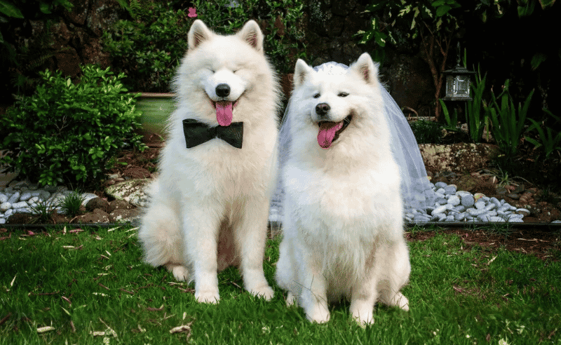 Egypt Now Has a Dating App for Pets