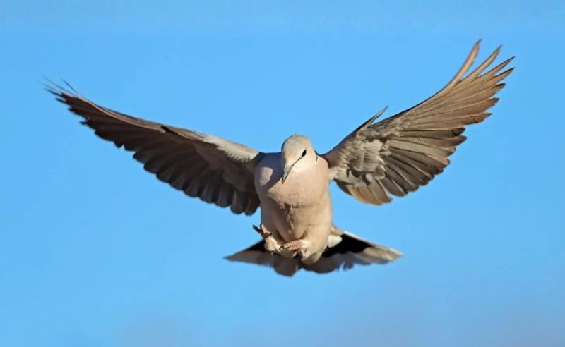 Saudi Arabia’s Sixth Hunting Season Opens Under Strict Rules