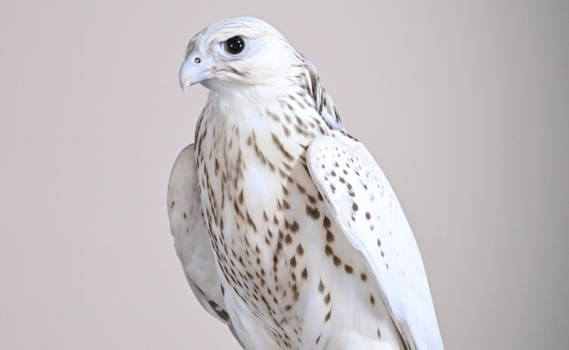 Rare White Falcon Sells for Record AED 2.1 Million in Abu Dhabi