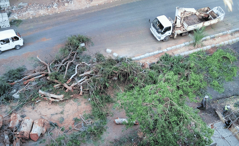 Tree-Cutting Is Now Banned in Egypt's New Cities