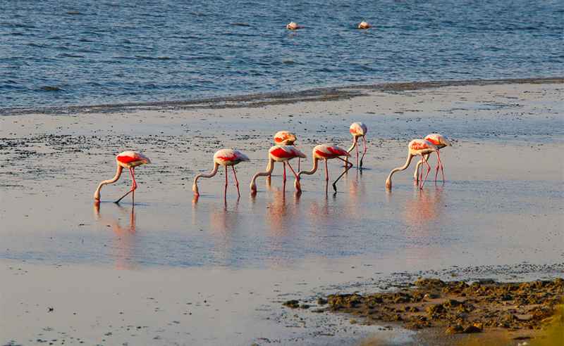 Charcoal Burning & Barbecuing Banned at Flamingo Beach