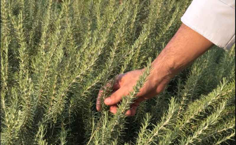 Alfredo Brings Freshness to Italian Cooking with Its Herb Garden