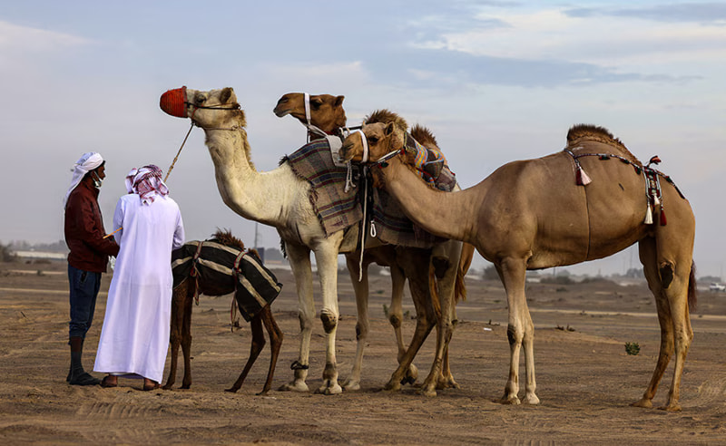 Saudi Ministry Approves New Rules for Camel Sales & Auctions