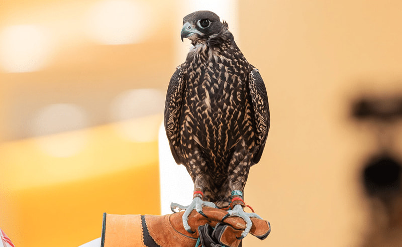 Two Mongolian Falcons Sell for SAR 350,000 at Riyadh Auction