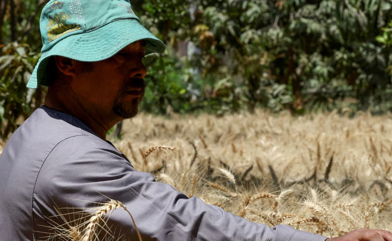 Local Wheat Deliveries Rise 17% to 5 Million Tonnes