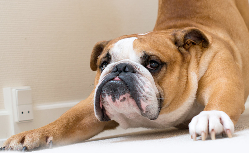 Turn That Frown Upside Downward Dog With Meow Tour's Cairo Yoga Class