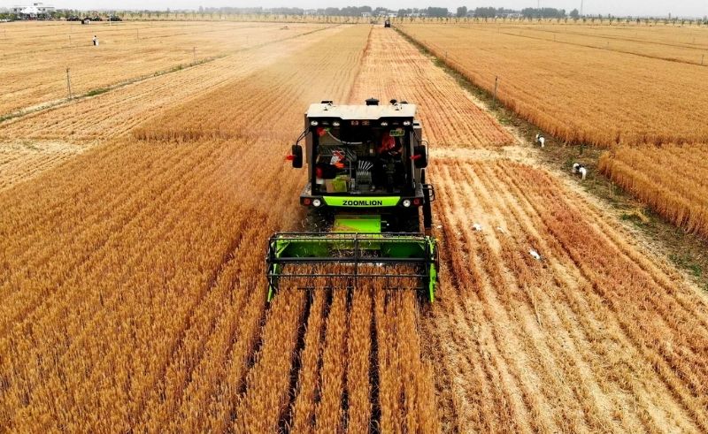 700,000 Feddans of Wheat Harvested in Egypt Since Start of April