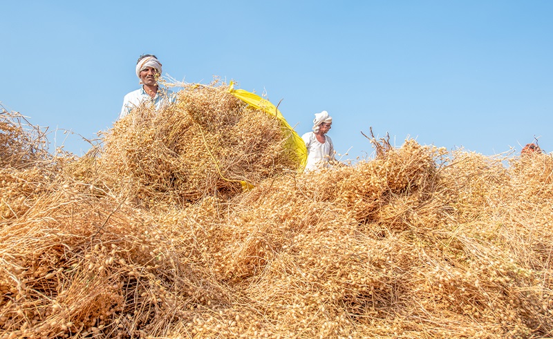 Homegrown Wheat Will Make Up 65% of Egypt's Supply Within Two Years
