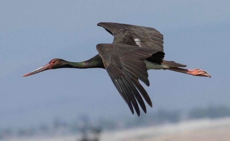 Galala Observatory Raises Bird Watching in Egypt to New Heights