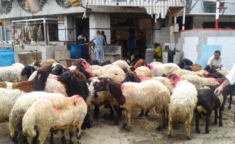 Cairo Introduces Fine of EGP 10,000 for Eid Sacrifices in the Street