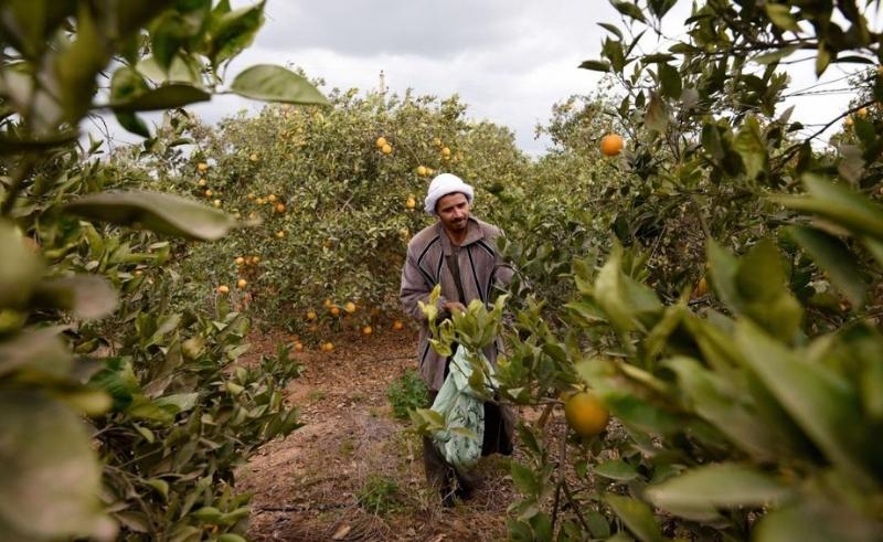IFAD Supports Food Security in Egypt With USD 2 Billion Loan