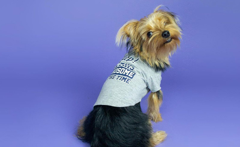Clooper is Heliopolis’ Newest Pet Photography Studio