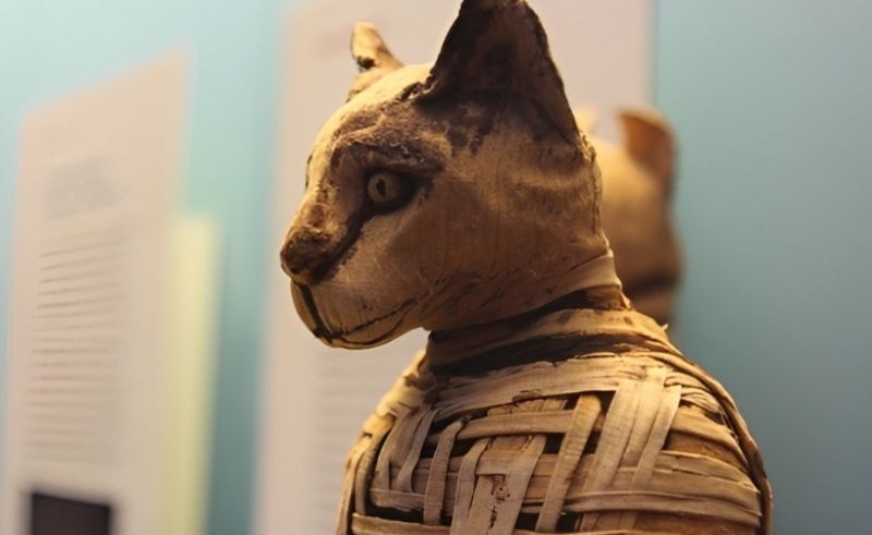 Ancient Animal Embalming Workshop Unearthed in Saqqara