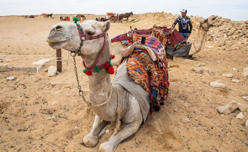 400 Acre Camel & Equestrian Club Will Open in Kharga Oasis