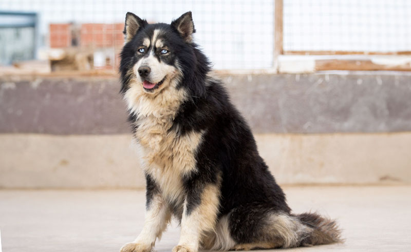 Animal Protection Foundation Launches Online Preloved Clothing Store
